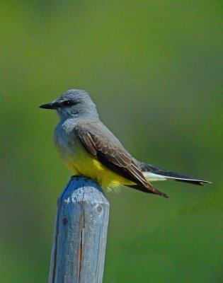 western king bird.jpg