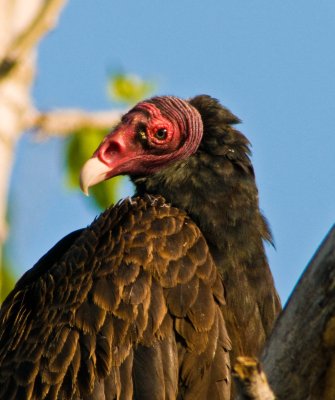 vulture portrait.jpg