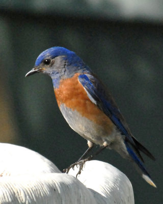 Male Blue Bird.jpg