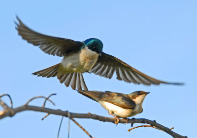 swallows mating.jpg