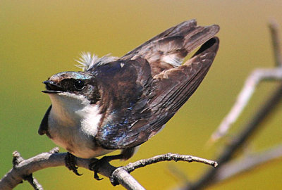 female tree swallow
