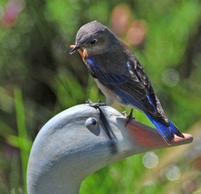 bLUE bIRD ON dECOY.jpg