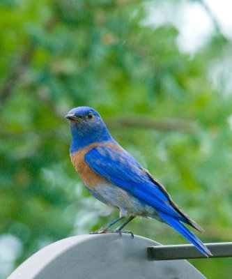 Male blue Bird before Bath.jpg