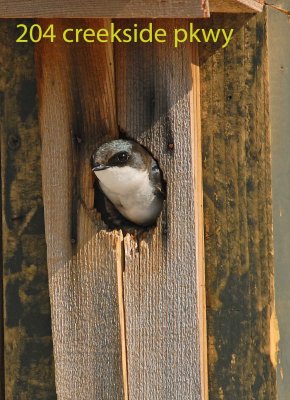 Swallow on her eggs.jpg