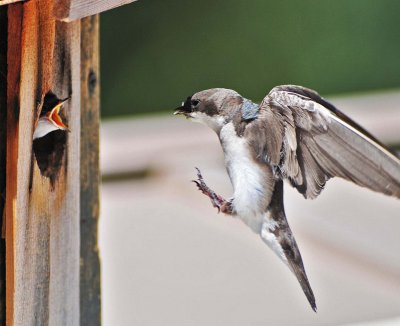 Monday afternoon Swallow.jpg