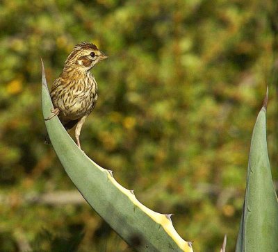 BIRD ON A CACTUS-1.jpg