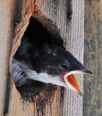 Baby Swallow crying.jpg