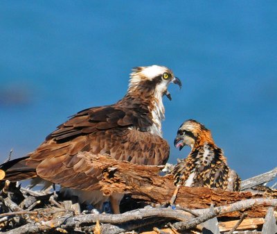 OSPREY WITH YOUNG ONE