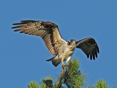 Osprey landing in tree.jpg