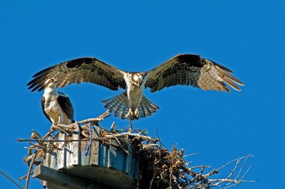 male  female in nest.jpg