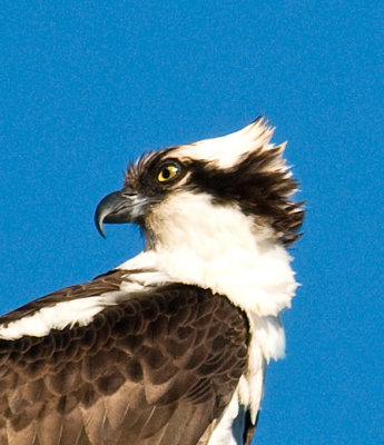 Osprey  portrait. jpg