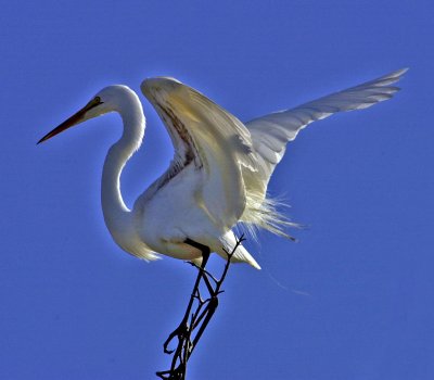 back lit egret.jpg