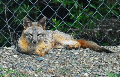 Fox in our storage area