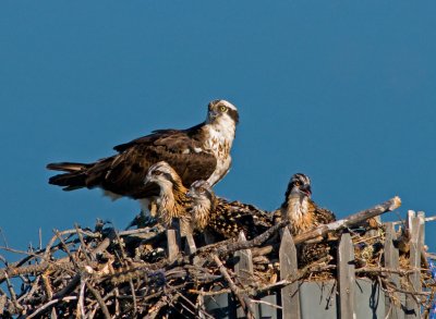 Osprey with 3 young ones.jpg