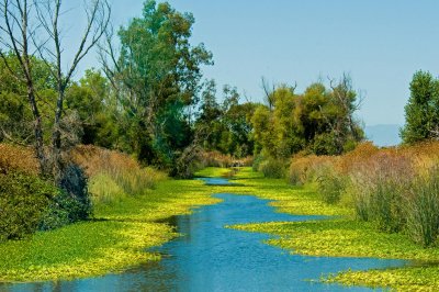 PRETTY CREEK In GRAY LODGE.jpg