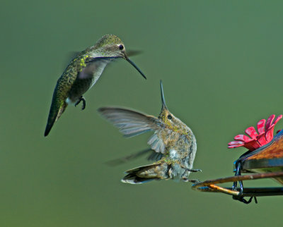 hummingbird fight.jpg