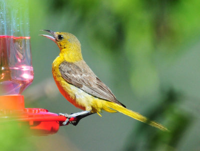 YOUNG ORIOLE2.jpg