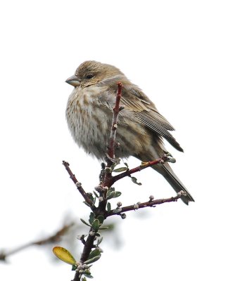 little sparrow.jpg