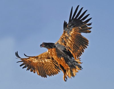flying immature eagle.jpg