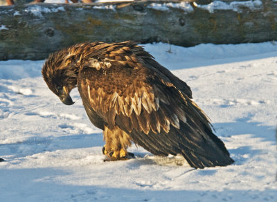 YOUNG EAGLE IN SNOW.jpg