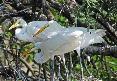 3 great egrets.jpg