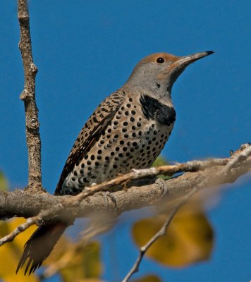 wood pecker on Levy.jpg