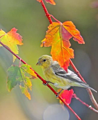 pretty finch in fall colors.jpg