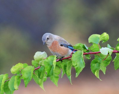 blue bird on branch.jpg