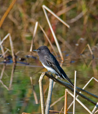 Black Phoebe.jpg