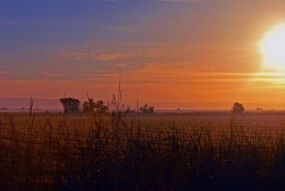 sunrise in rice field.jpg