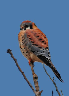 AMERICAN KESTREL MALE.jpg