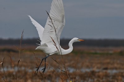 Snowy Egret leaving the rice field.jpg