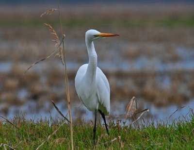 Egret watching a hawk.jpg