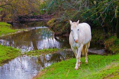 Horse by the creek.jpg