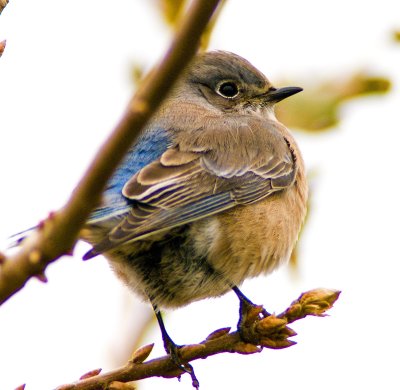 young female blubird.jpg