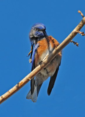 Bluebird scratching