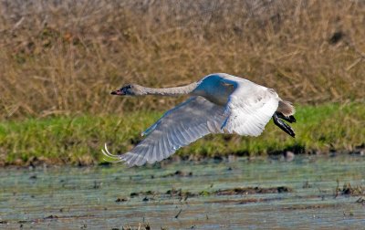 flying crane