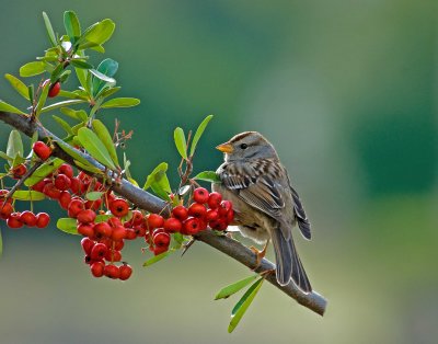 sparrow checking out the berries.jpg