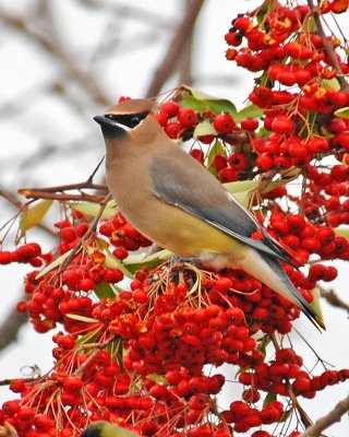 First Waxwing for 2010 in our yard.jpg