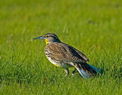 WESTERN  MEADOW LARK