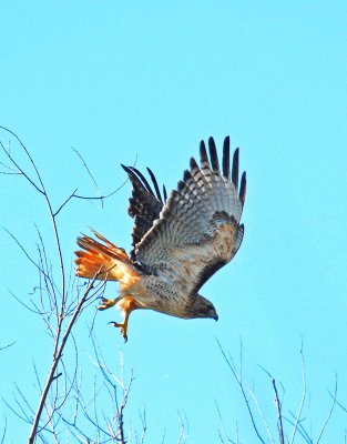 he also posed before taking off.jpg