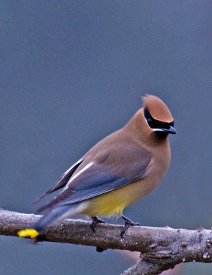 10 WAXWING.jpg