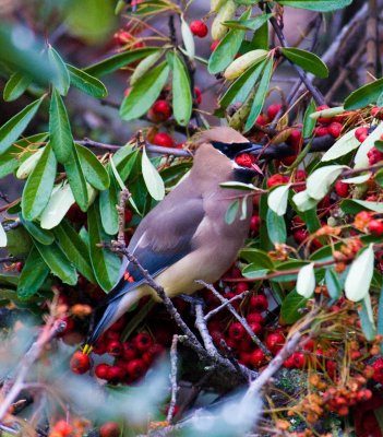 12 WAXWING WITH A MOUTH FULL.jpg