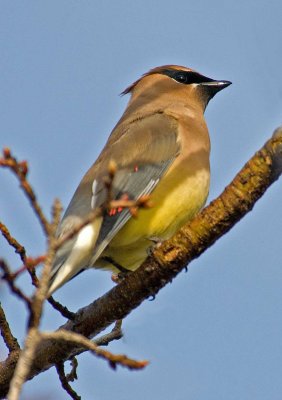 CEDAR WAXWING.jpg