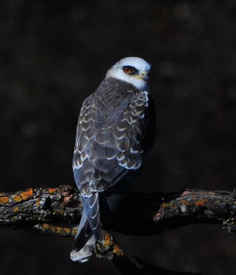 White-Tailed Kite