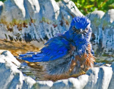 Bluebird loves bathing