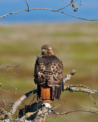 Redtail Hawk on Nelson Rd (Oroville ca)