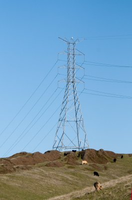power pole and cattle.jpg