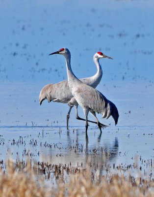 Pair of best looking cranes.jpg