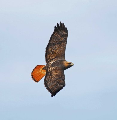 flying red tail hawk.jpg